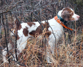 White and liver bird dog navigating brush and tall reeds, nose engaged and body tense, demonstrating drive, experience, and determination in dense cover.