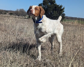 Buzz standing alert in a dry grassy field, wearing a blue collar to mark induction into the “Blue Collar Club” during training.