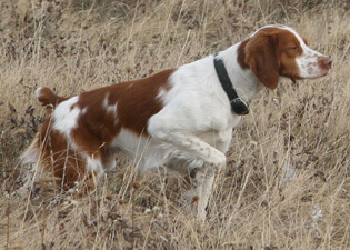 White and liver bird dog holding a controlled point in dry cover, nose forward and tail firm, displaying discipline, intensity, and training precision.
