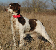 White and liver bird dog standing poised in golden grass, head raised and tail level, displaying a balanced frame, keen expression, and steady pointing form.