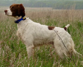 White and liver bird dog standing tall in lush grass, head forward and tail steady, demonstrating confidence, athletic build, and classic pointing style.