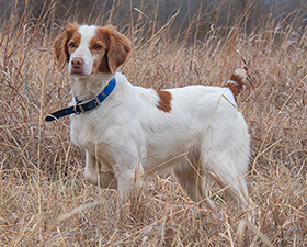 White-and-orange Brittany standing alert in tall dried grass, stance firm with raised paw, showing hunting drive, focus, and a well-balanced frame.