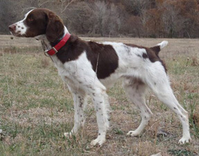 Brittany with a liver-and-white coat standing poised on open ground, tail raised and stance firm, demonstrating classic structure and hunting focus.